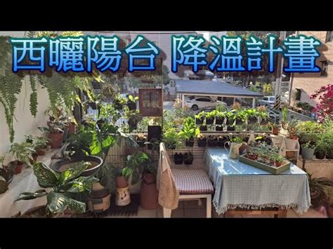 西曬陽台 植物|【西曬陽台 植物】在西曬陽台上也能生機勃勃！15 種。